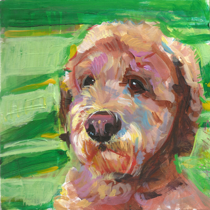 700x698 Lily The Labradoodle Shannon Abbey