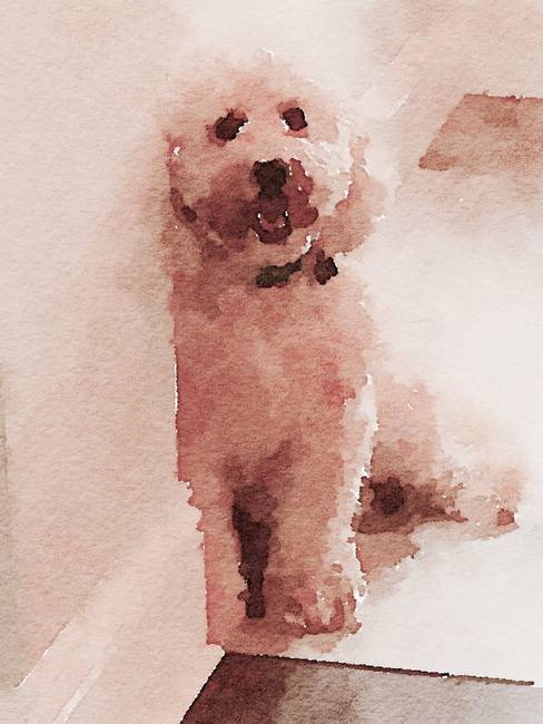 488x650 Stunning Labradoodles Photography For Sale On Fine Art Prints