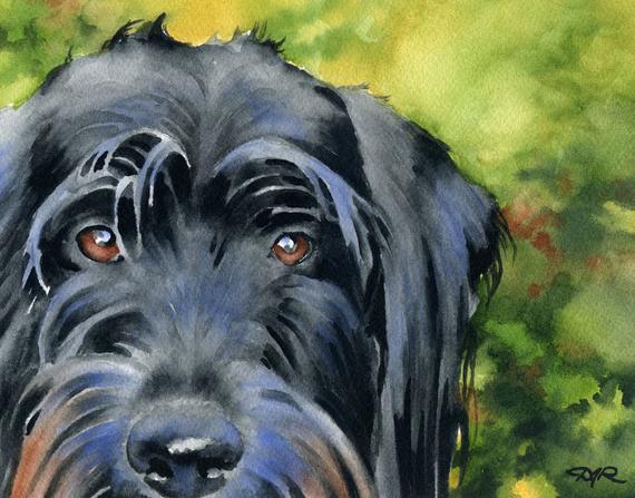 570x447 Black Labradoodle Art Print By Watercolor Artist Dj Rogers Etsy