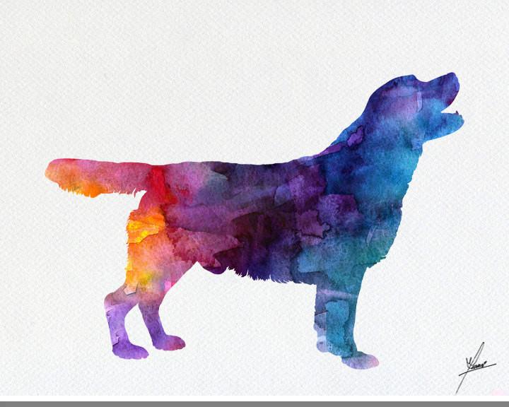 720x576 Labrador Retriever