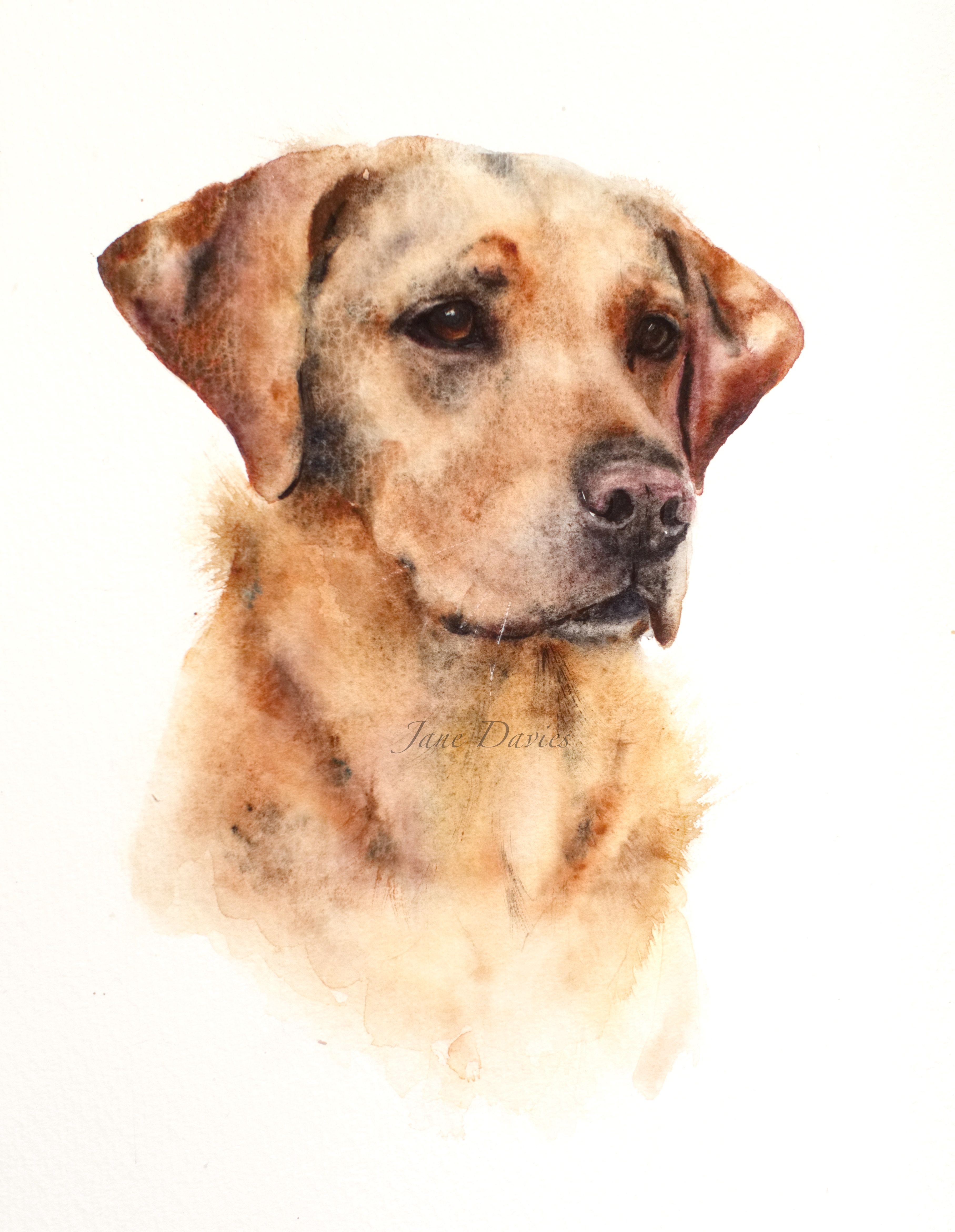 3630x4681 Pet Portrait Of A Labrador Painted By Watercolour Artist Jane
