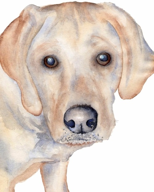 500x623 Labrador Watercolor Tumblr