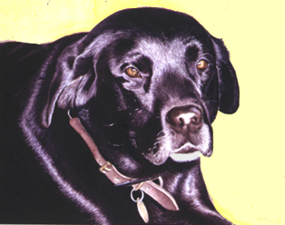 314x248 Watercolor Portraits Of My Labrador Retrievers By The Pet