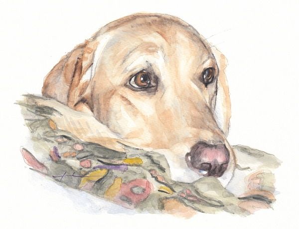 600x461 Yellow Labrador Watercolor Portrait Mike Theuer Miketheuer.tumblr