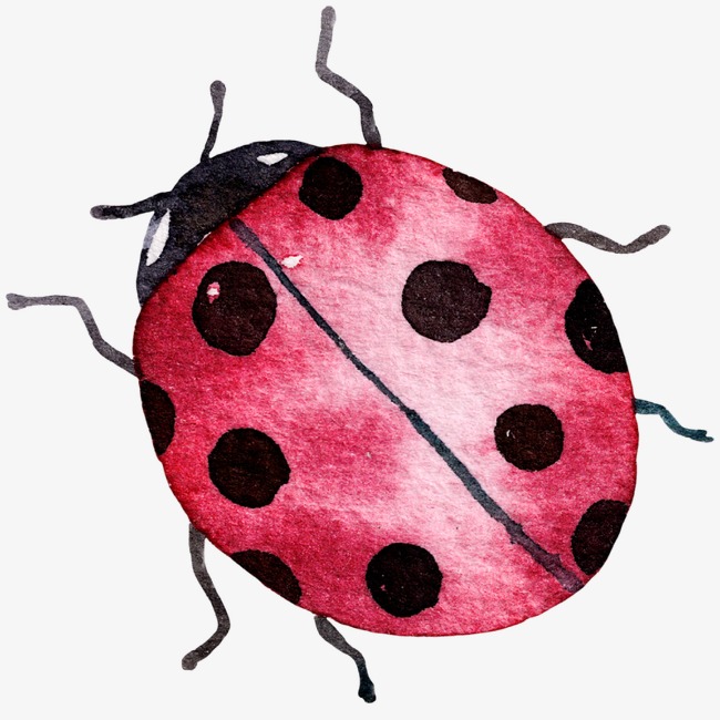 650x650 Ladybug, Watercolor, Hand Painted, Insect Png Image And Clipart