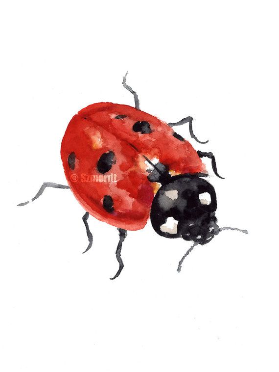 570x758 Pin By Foster Ginger On Nature Ladybugs Lady Birds In 2018
