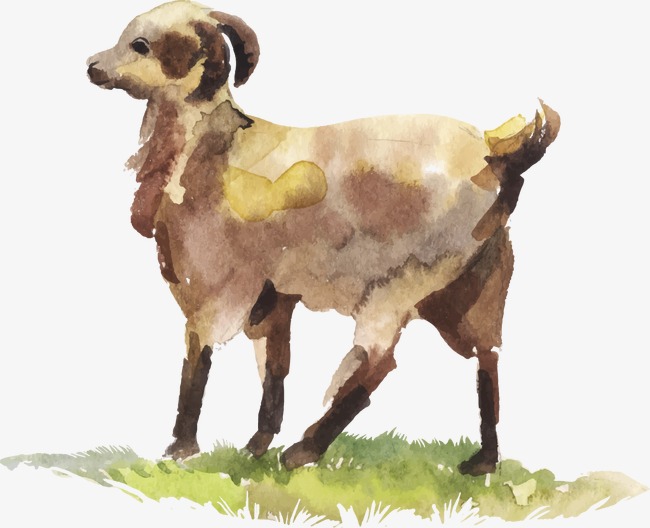 650x528 Drawing Lamb, Watercolor, Sheep, Decoration Png And Vector For