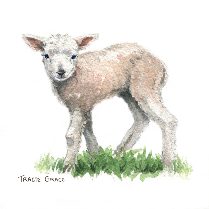 700x700 Lamb (Web) Tracie Grace
