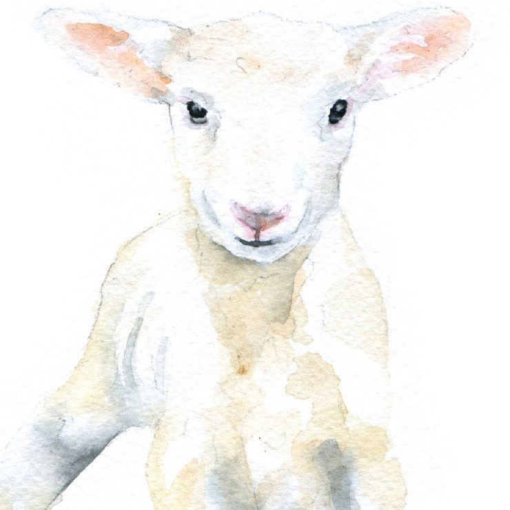 740x740 Lamb Watercolor Drawings Lambs, Watercolor And