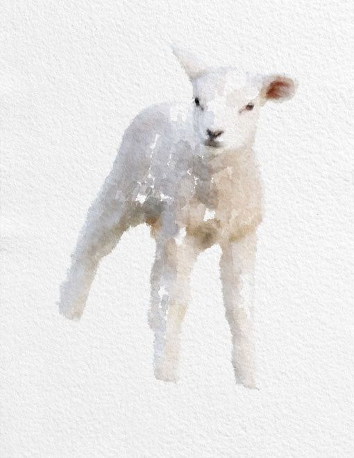 510x660 Lamb Watercolor Painting Art Print Animal By Novosadwatercolors