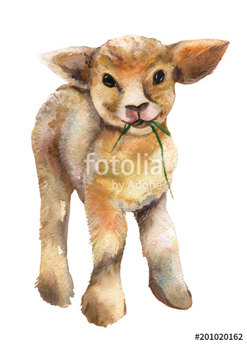 359x500 Lamb Watercolor. Stock Photo And Royalty Free Images On Fotolia