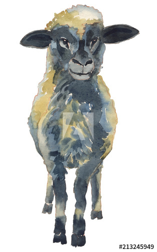 313x500 The Lamb Watercolor Hand Painted Illustration