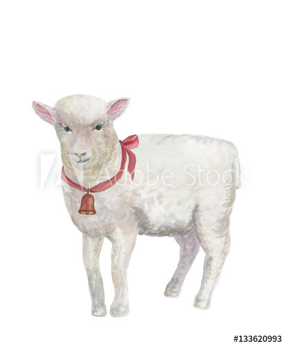 414x500 Watercolor Painting A White Suffolk Lamb With A Bell Around His