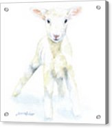 163x186 White Lamb 1 Watercolor Painting By Susan Windsor
