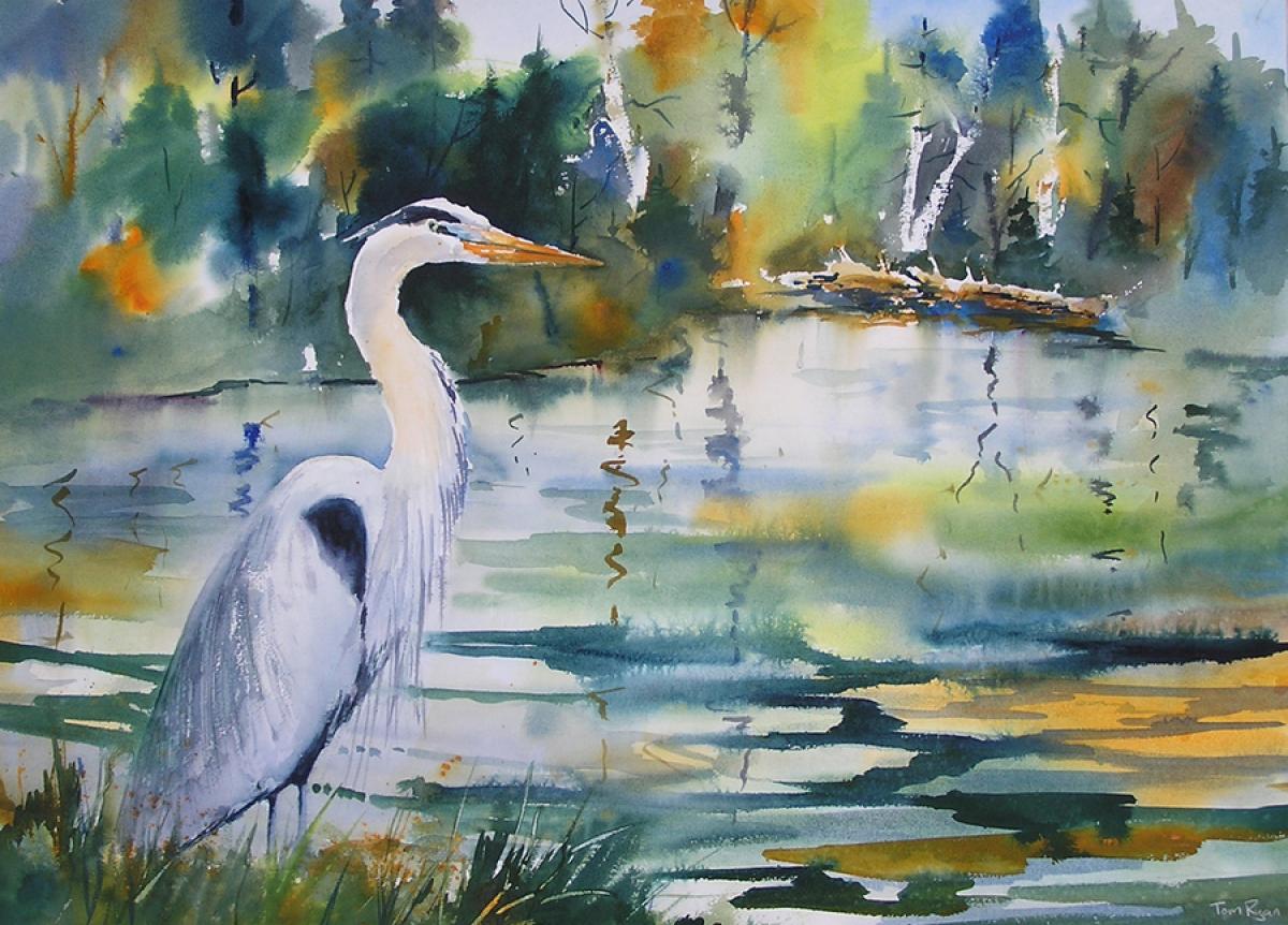 1200x862 Wildlife Watercolor Paintings Great Blue Heron By Tom Ryan