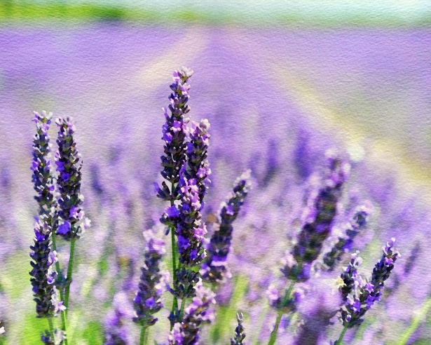 615x492 Lavender Watercolor Painting Free Stock Photo