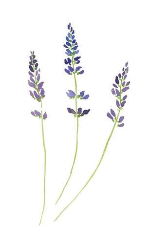 343x480 Lavender Watercolor Print 5 X 7 Watercolor Painting