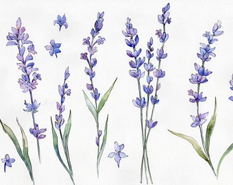 340x270 Lavender Watercolor Etsy