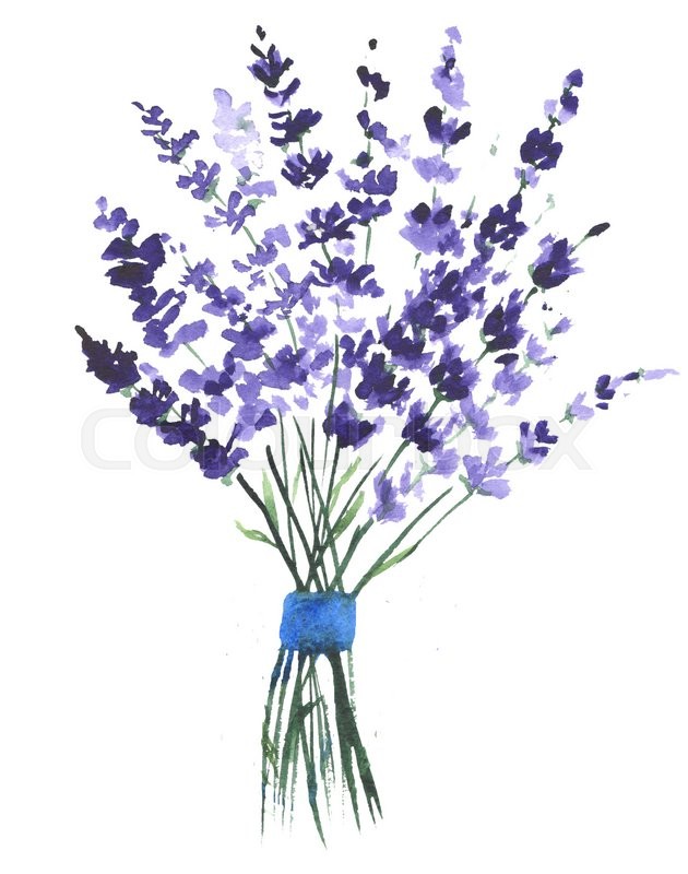 630x800 Watercolor Lavender Clip Art Stock Photo Colourbox