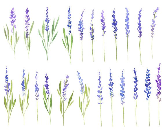 570x453 Watercolor Lavender Flowers Clip Art Watercolour Floral Etsy