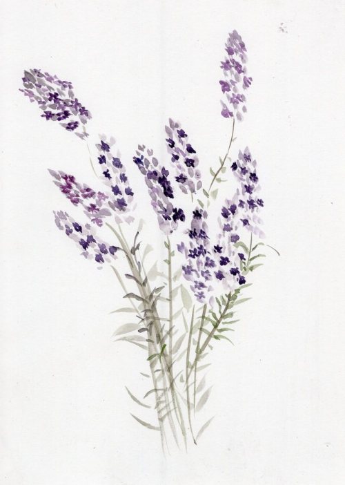 500x702 Lavender Watercolor Tumblr