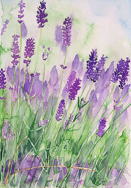 418x600 Lavender Watercolor~ Parfum De La By Andrea Fettweis