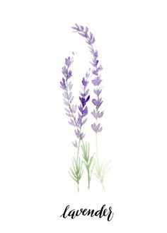 236x330 Image Result For Watercolor Lavender Watercolor