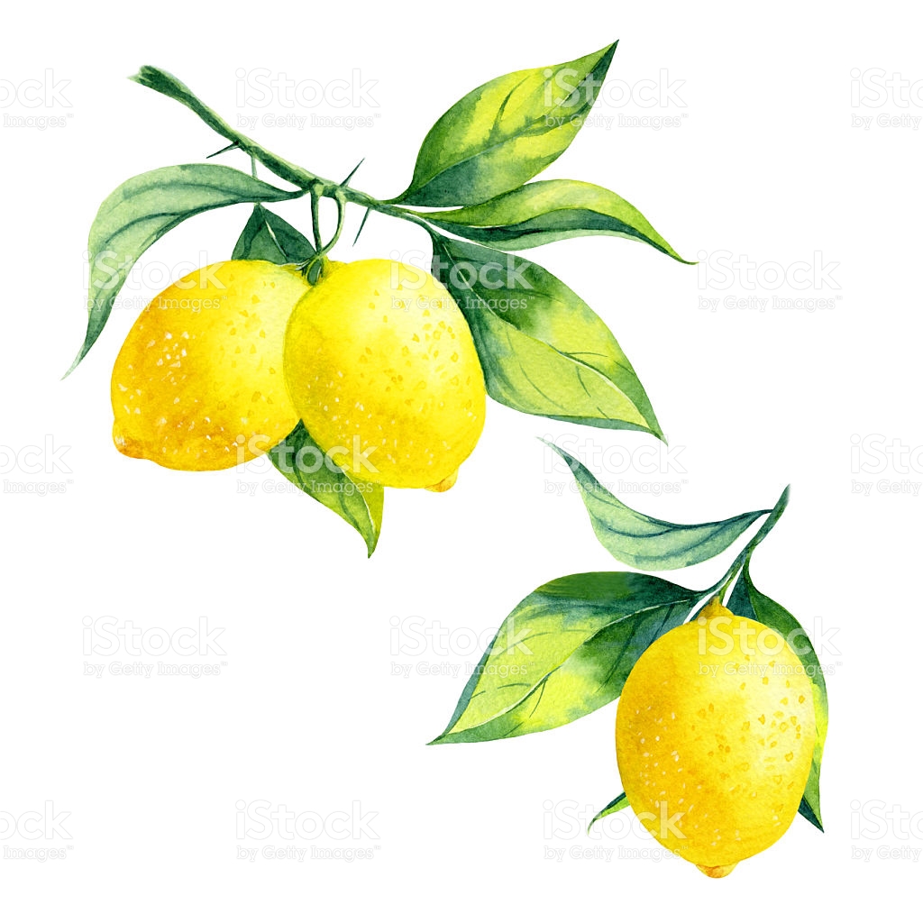 1024x1024 Collection Of Free Branches Clipart Lemon. Download On Ubisafe