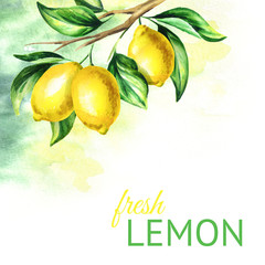 240x240 Search Photos Lemon Watercolor