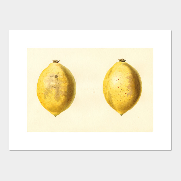 630x630 Vintage Lemon Watercolor Painting