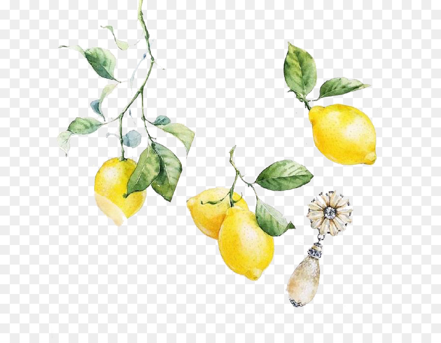 900x700 Visual Arts Lemon Watercolor Painting Illustration