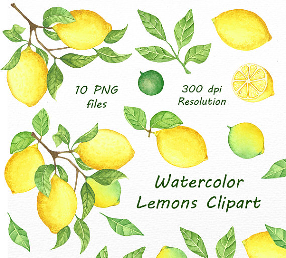 570x515 Watercolor Lemons Clipart, Lemon Watercolor Clip Art. Hand Painted