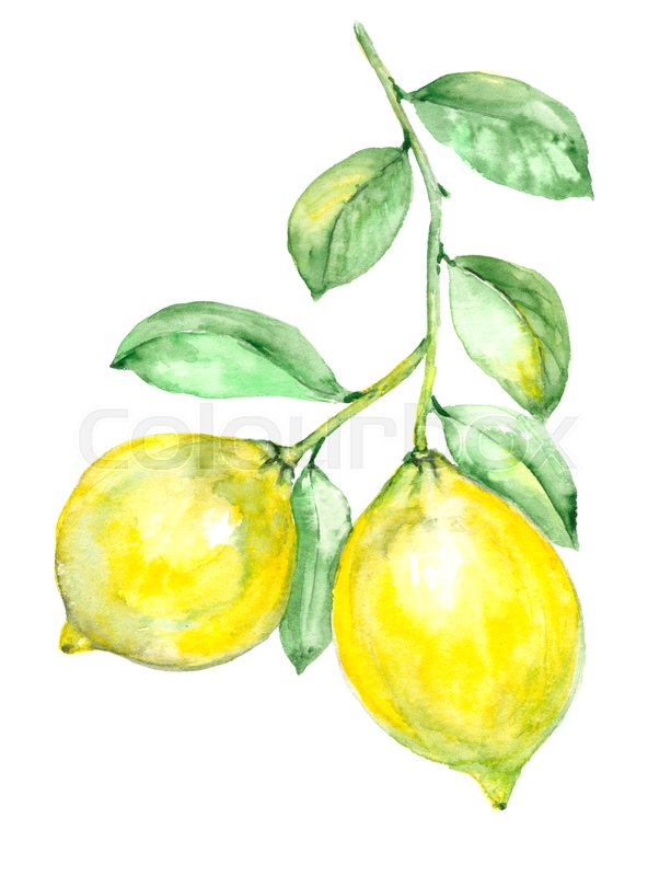 613x800 Watercolor Lemon Branch Isolated On White Background. Lemon