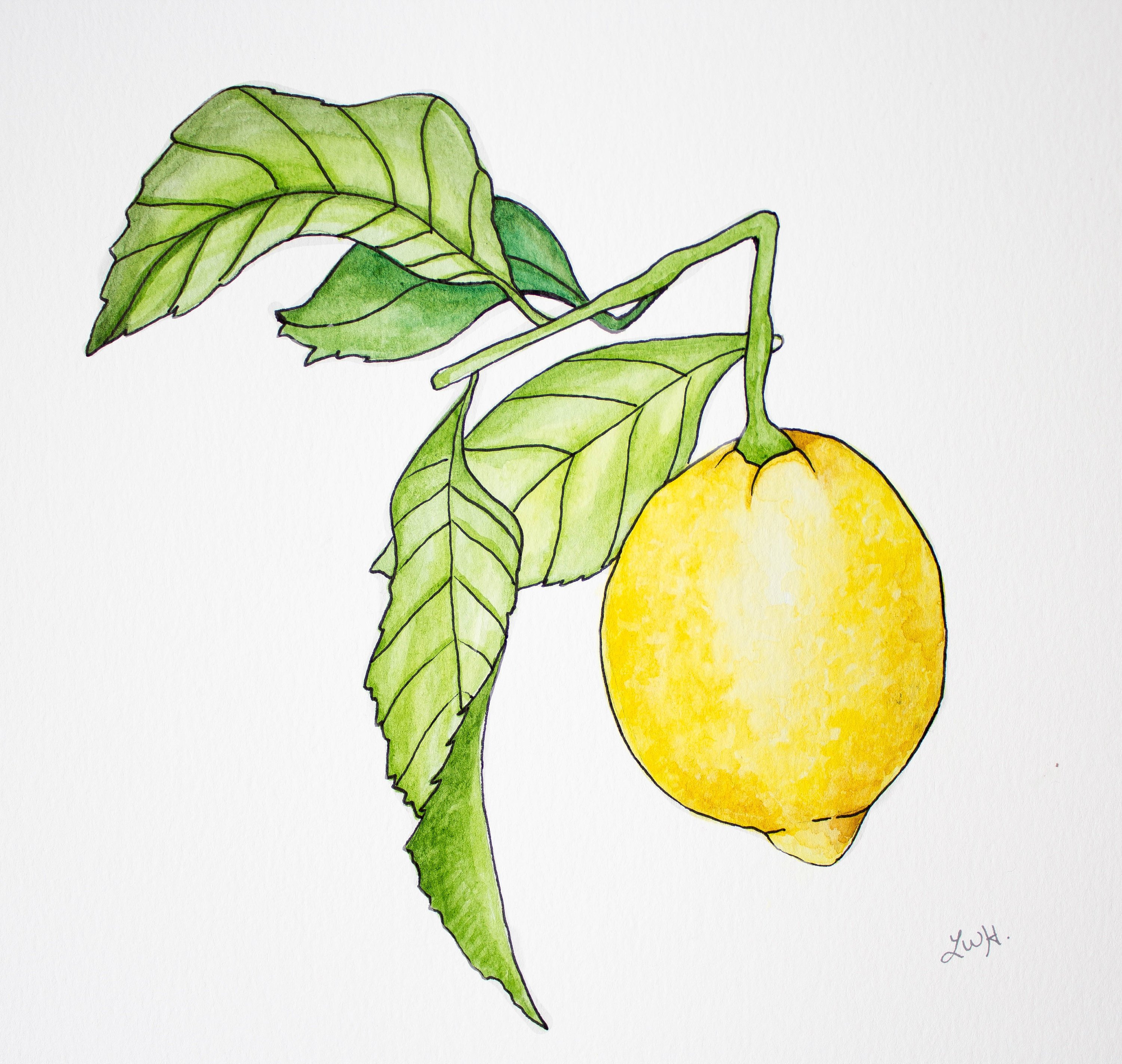 Lemon Watercolor Painting at GetDrawings | Free download
