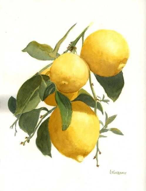 497x650 Lemon Painting Inspirational Lemons By Lenora Turbanic