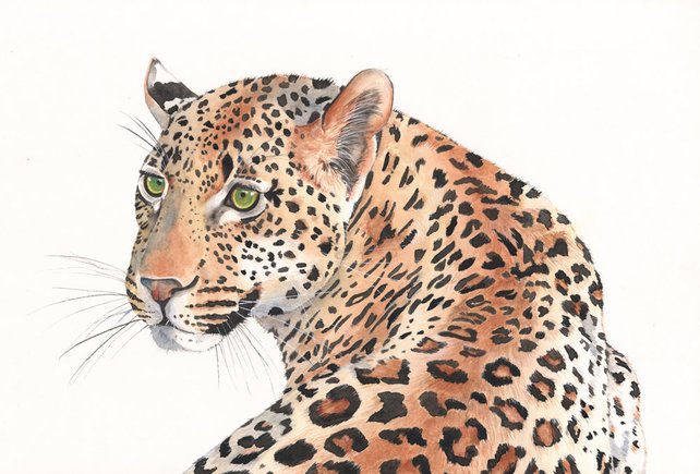 642x435 Leopard Watercolor Painting Animal Art Print Of Watercolor Etsy
