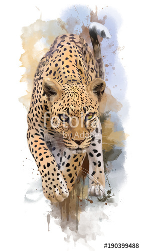 283x500 Leopard Watercolor Painting Stock Photo And Royalty Free Images