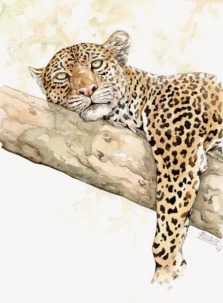442x600 Big Five Watercolor Gallery African Wildlife Watercolor Art