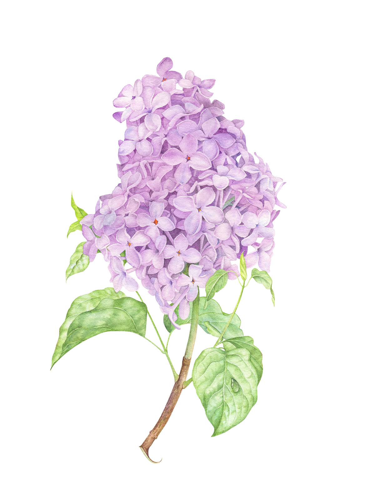 1200x1594 Lilac Watercolor Illustration On Behance