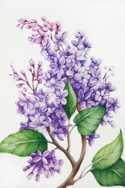 425x640 Tatiana Azarchik Artwork Lilac Original Watercolor Botanical Art