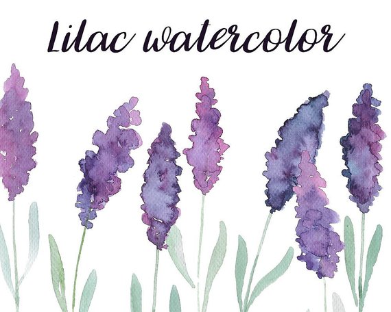 570x456 Buy 3 For 9 Usd Lilac Handpainted Watercolor Clip Art