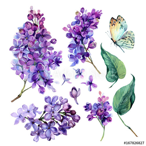 500x500 Watercolor Collection Of Purple Lilac.