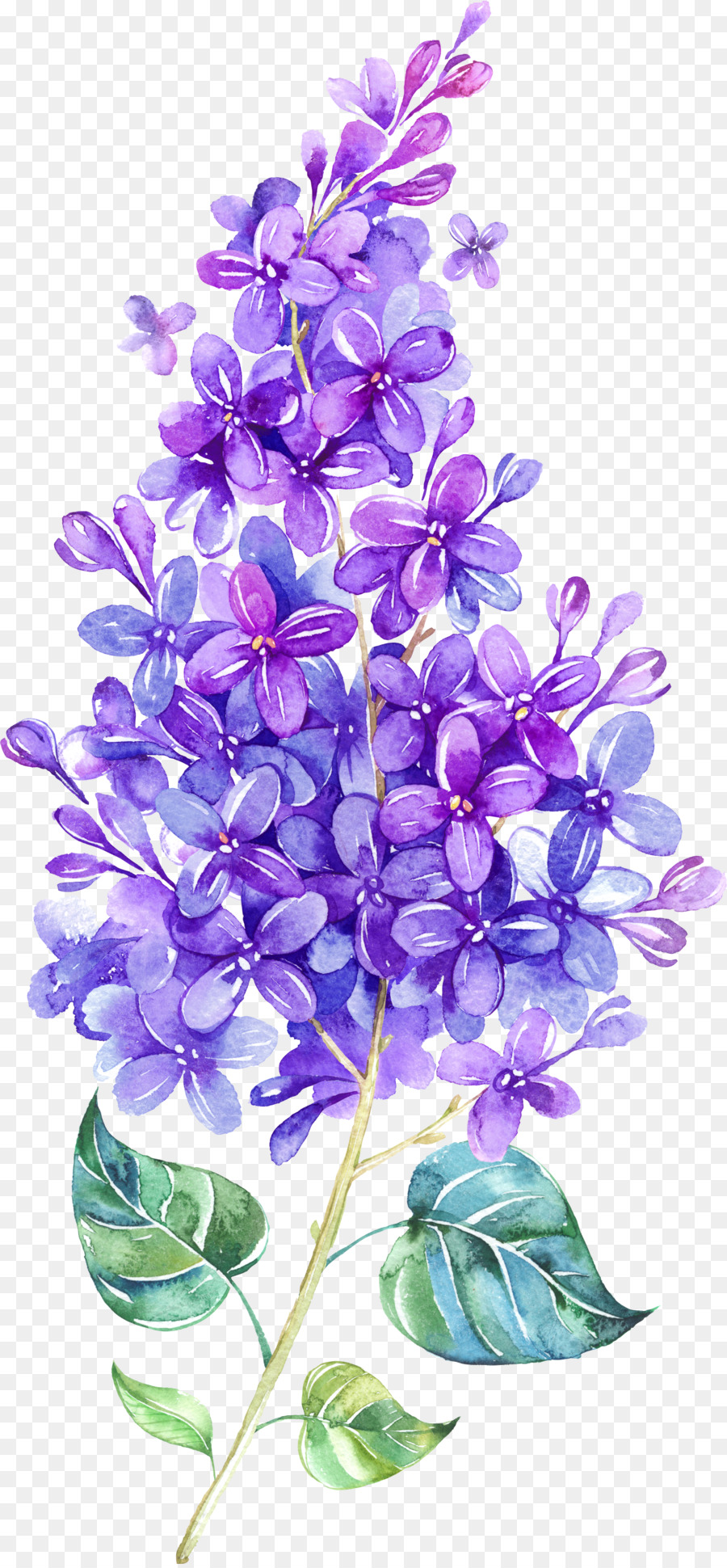 900x1940 Download Lilac Watercolor Painting Flower Violet Clip Art Floating