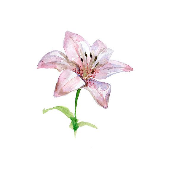 570x570 Lily Flower Watercolor Painting