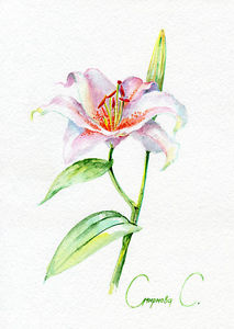 213x300 Lily Flower, Watercolor Original Painting From The Artist Ebay
