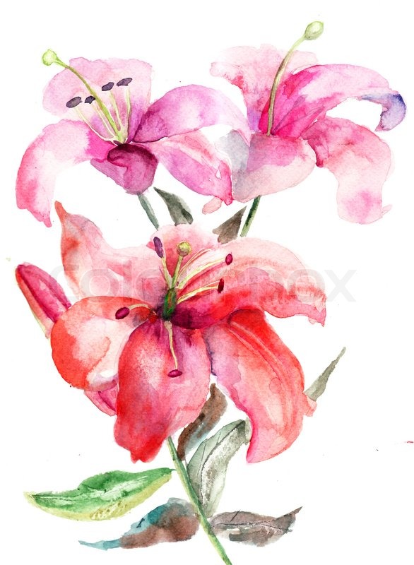 586x800 Lily Flowers, Watercolor Illustration Stock Photo Colourbox