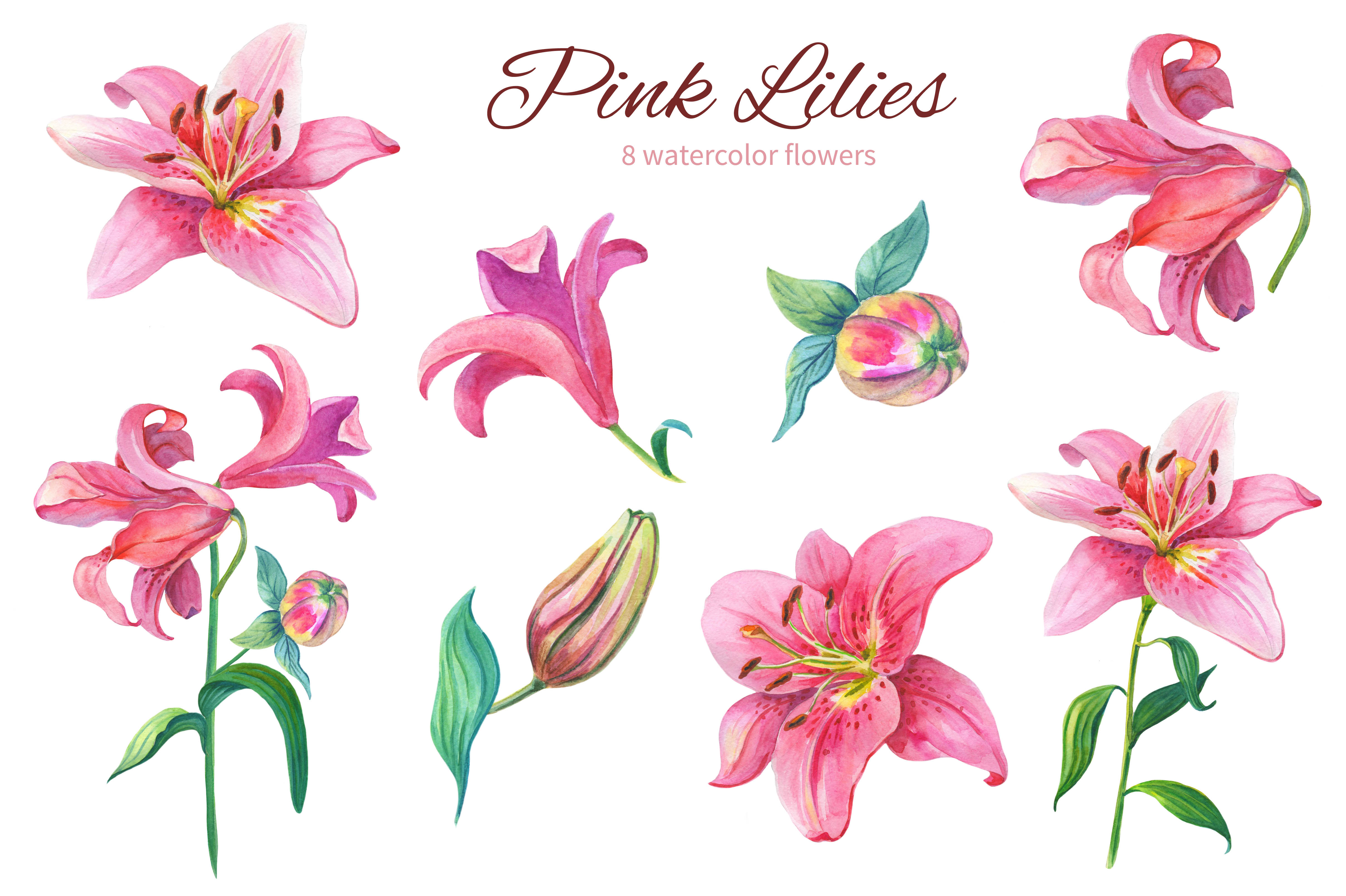 4833x3217 Pink Lilies.watercolor Clipart.