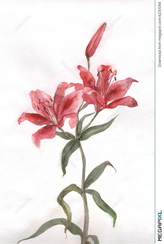539x800 Red Lily Flower Watercolor Painting Illustration 4230094