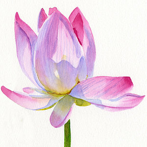 300x300 Watercolor Lilies Paintings Fine Art America