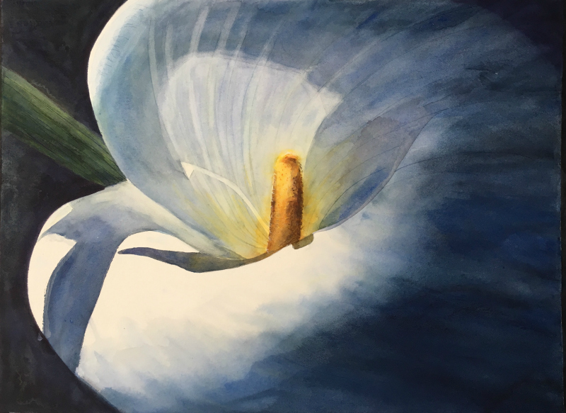 800x583 Claudia Calla Lily In Watercolor, Step By Step